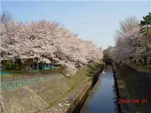 お花見日和(^。^)y-.。o○