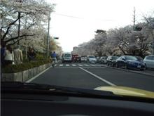 車でお花見