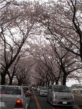海軍道路の桜並木