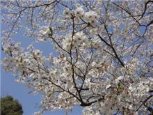 お花見♪寅場カフェ