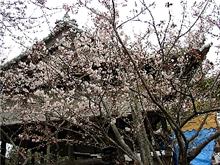 お花見行ってきました～！！