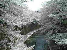 今年の見納め『桜』