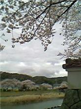お花見行ってきた。