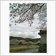 お花見行ってきた。