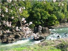 鬼ヶ島の桜♪