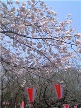 プチお花見に行ってきました！