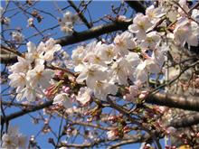 桜 満 開♪ ゜*。(*&#180;Д`)。*&#176; 