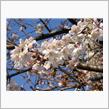 桜 満 開♪ ゜*。(*&#180;Д ...