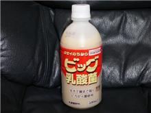 newビッグ乳酸菌♪???