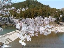 桜色舞うころ