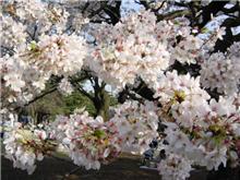 お花見だよ！～新宿御苑編～