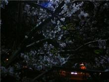夜桜