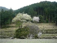 山里の春