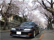 桜舞い散るチルチルミチル(´Д` )イェァイェァイェァイェァスーン♪ 桜舞い散るチルチルミチル(´Д` )イェァイェァイェァイェァスーン♪