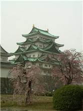 名古屋城の桜