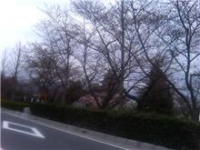 松本の桜