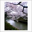 こんなに咲いてたとは