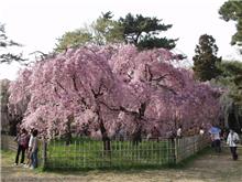 京都御苑の紅シダレ