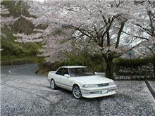 雨の中の花見Ⅰ････奈良・高円山編