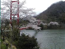 雨の中の花見Ⅱ･･･月ヶ瀬編