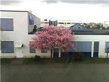 ドイツでは今が桜の見頃です。