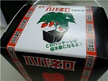 世界一辛い「ハバネロ栽培セット」