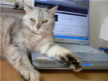 ブログ「155のある生活by猫」 