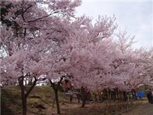 花見に行ってきました