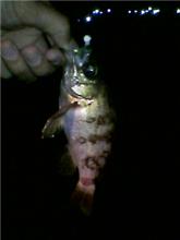 淡路の春告魚を求めて
