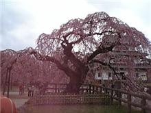 見事な枝垂れ桜