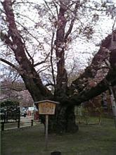 すっごい太い