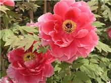 花を求めて230ｋｍ