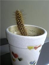 サボテンが・・・ 