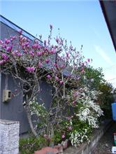 桜、終わりましたが・・・
