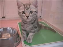 こんな猫がほしいなぁ。