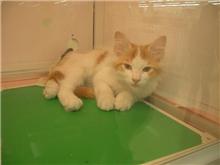 こんな猫がほしいなぁ２