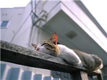 朝、起きれない・・・orz