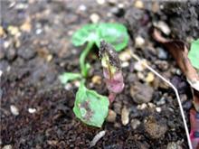 発芽ちう