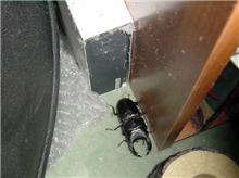逃げ出す！