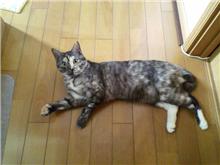 シャー専用！