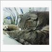 久々に我が家の猫