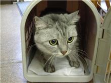 ミントくんの彼女が病気! ミントくんの彼女が病気!