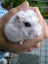 【皐（さつき）】変です
