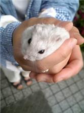 【急逝】皐（さつき♀）５ヶ月あまりにも急なことでした