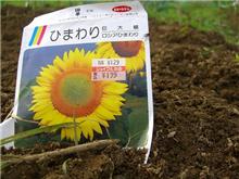 ひまわり研究日記☆ 