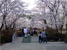 桜が満開