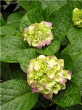紫陽花咲きました。