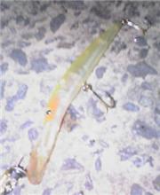 釣れん