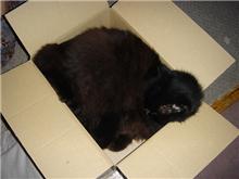1日中箱入猫