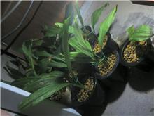 植え替え